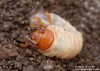 Chroust obecný (Brouci), Melolontha melolontha, Scarabaeoidea (Coleoptera)